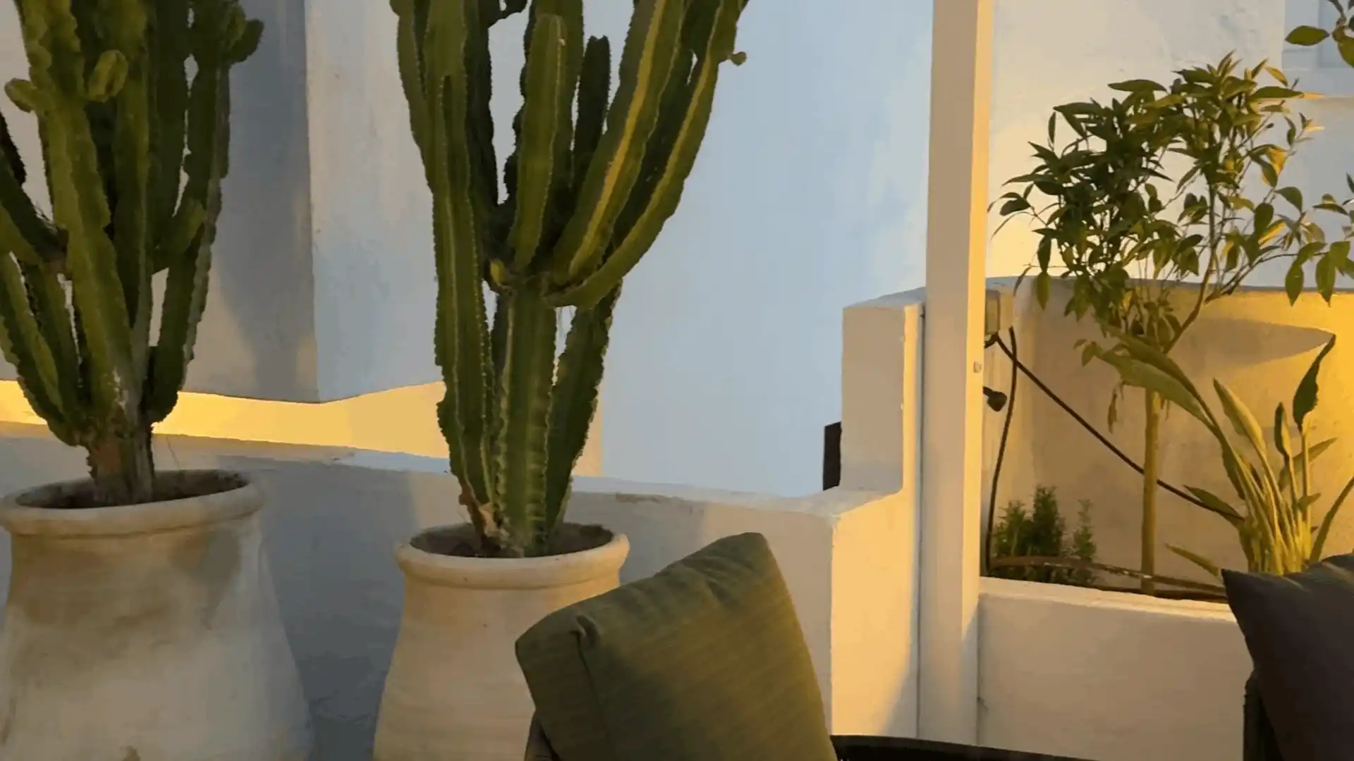Interior Plant Styling for Elegant Spaces